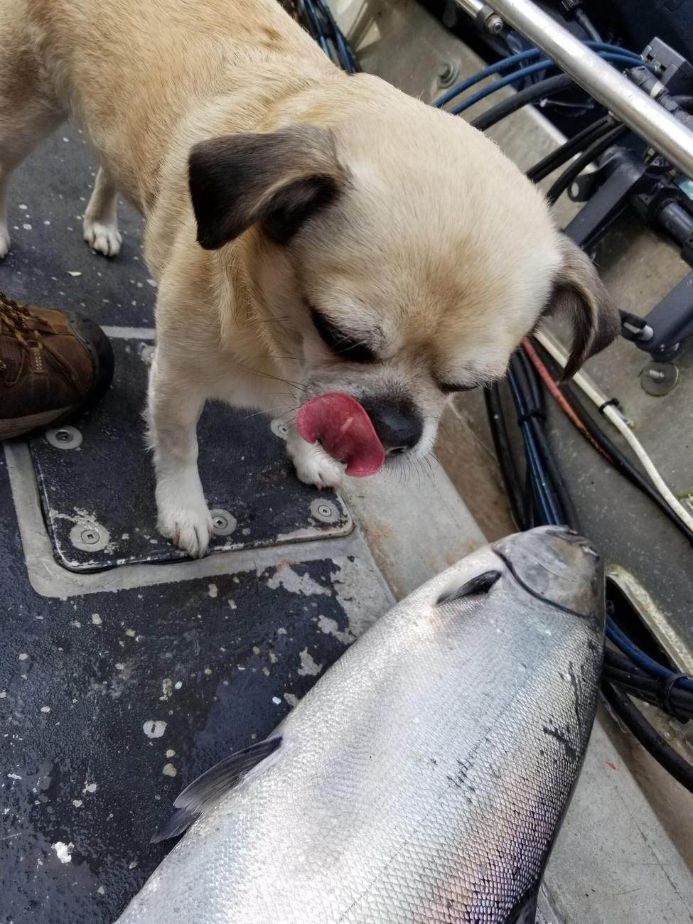 Wild West Sportfishing — Vancouver Island salmon charters & coastal tours