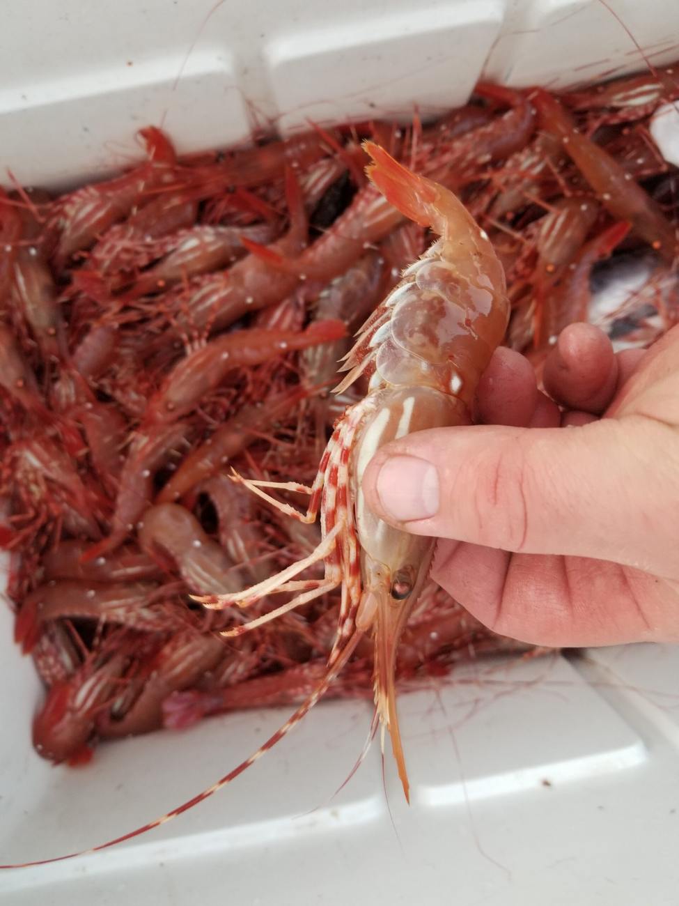 Wild West Sportfishing — Vancouver Island salmon charters & coastal tours
