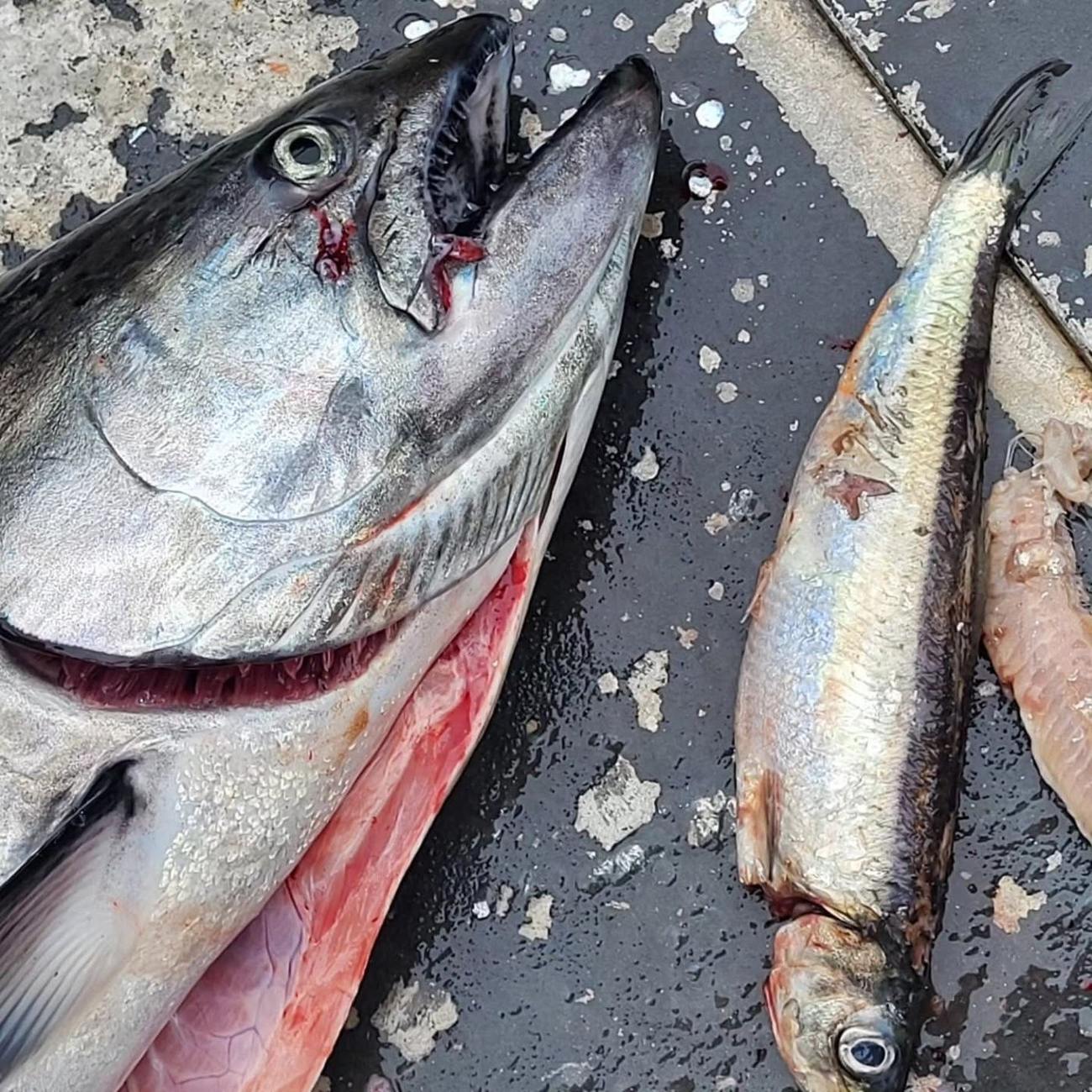 Wild West Sportfishing — Vancouver Island salmon charters & coastal tours