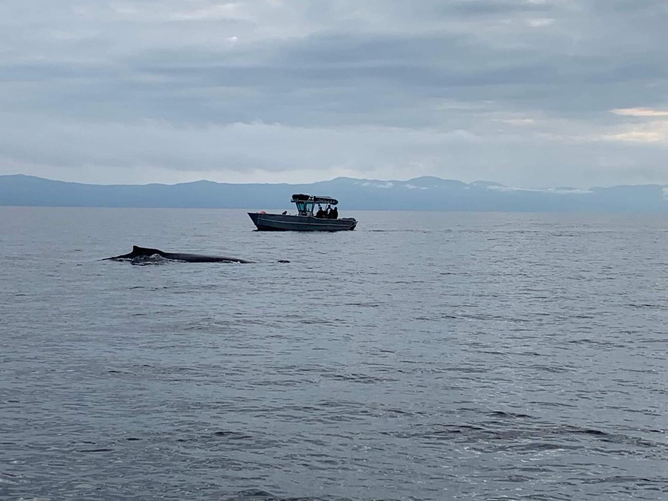 Wild West Sportfishing — Vancouver Island salmon charters & coastal tours
